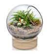 Slant Cut Bubble Terrarium Bowls with Wood Base. H-8.5" (Free Shipping)