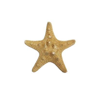 1"-2" Natural Knobby Horned Sea Star Vase Fillers