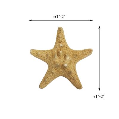 1"-2" Natural Knobby Horned Sea Star Vase Fillers