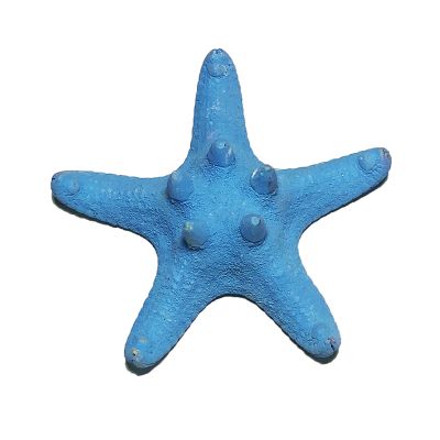 3"-4" Baby Blue Knobby Horned Sea Star Vase Fillers