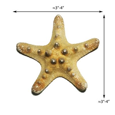 3"-4" Natural Knobby Horned Sea Star Vase Fillers