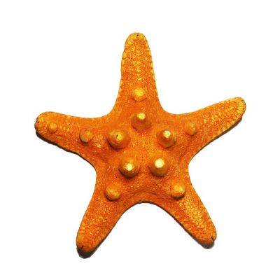 3"-4" Sunset Orange Knobby Horned Sea Star Vase Fillers