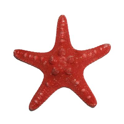 3"-4" Red Knobby Horned Sea Star Vase Fillers