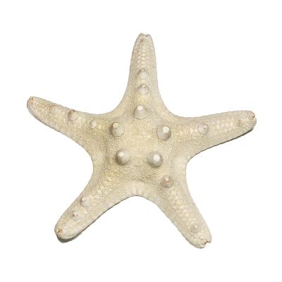 3"-4" White Knobby Horned Sea Star Vase Fillers