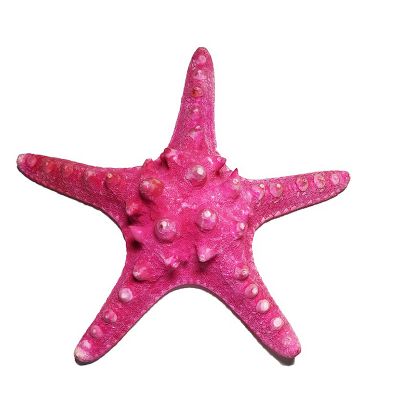 5"-6" Fuchsia Pink Knobby Horned Sea Star Vase Fillers