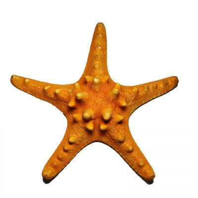 5"-6" Sunset Orange Knobby Horned Sea Star Vase Fillers