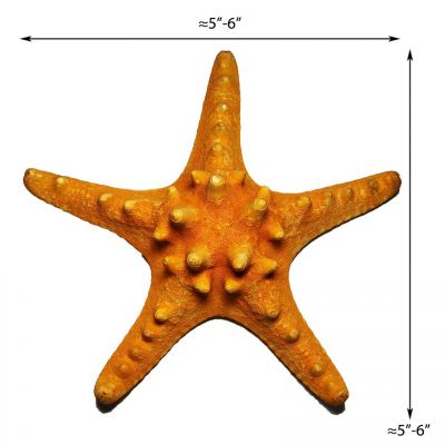 5"-6" Sunset Orange Knobby Horned Sea Star Vase Fillers