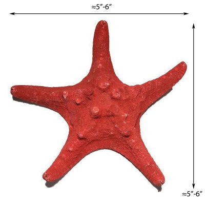 5"-6" Red Knobby Horned Sea Star Vase Fillers
