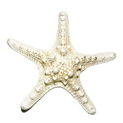 5"-6" White Knobby Horned Sea Star Vase Fillers