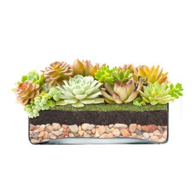 Square Glass Vase H-3.25"  Open-10"x10" (Free Shipping)