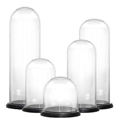 Glass Cloche Display Dome With Black Wood Base