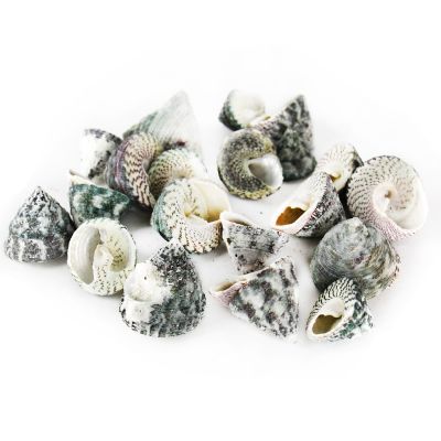 1.5"-3" Grey Striped Trochus Stellatus Bowl Vase Fillers