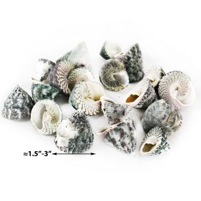 1.5"-3" Grey Striped Trochus Stellatus Bowl Vase Fillers