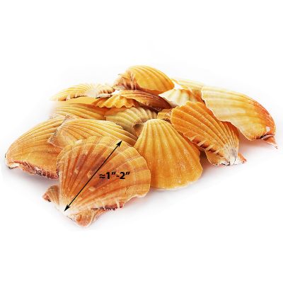1"-2" Light Cream Brown Orange Pecten Vexillum Fan Shells Bowl Vase Fillers