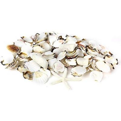 White Mixed Shells with Finger Starfish Bowl Vase Fillers