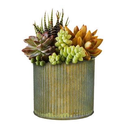  3" x 3" Zinc Metal Planter Cups with Rustic Steel Antique Finish