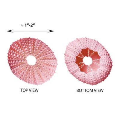 1.25"-2" Multi-Color Natural Sea Urchin Shells Bowl Vase Fillers