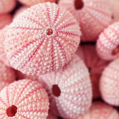 1.25"-2" Multi-Color Natural Sea Urchin Shells Bowl Vase Fillers