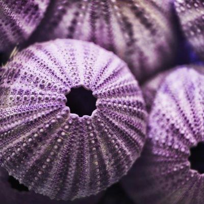1.25"-2" Multi-Color Natural Sea Urchin Shells Bowl Vase Fillers