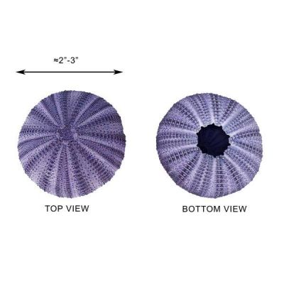1.25"-2" Multi-Color Natural Sea Urchin Shells Bowl Vase Fillers