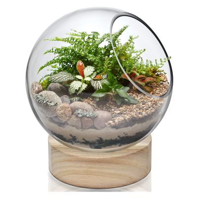 Slant Cut Bubble Terrarium Bowls with Wood Base. H-8.5" (Free Shipping)