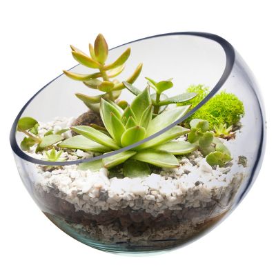 9" Slant Cut Asymmetrical Glass Bowl Vase Plant Terrarium Pod 