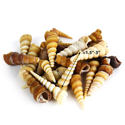 1.5"-3" Brown Cream Tan Terebra Turritella Cone Shell Bowl Vase Fillers