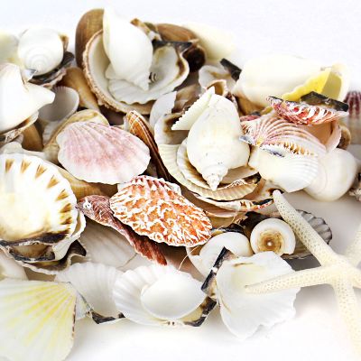 Mixed Shells with Bleached Finger Starfish Bowl Vase Fillers