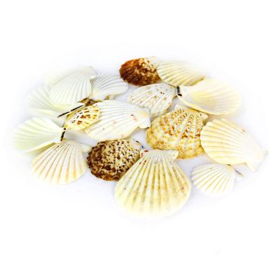2.5"-3.25" Cream and Brown Pecten Vexillum Radiola Fan Shells Vase Fillers