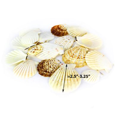 2.5"-3.25" Cream and Brown Pecten Vexillum Radiola Fan Shells Vase Fillers