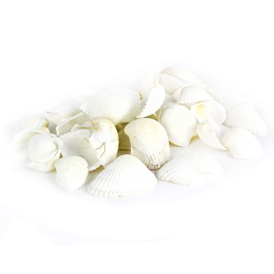 1"-2" White Arca Ovalis Blood Ark Clam Shell Vase Fillers