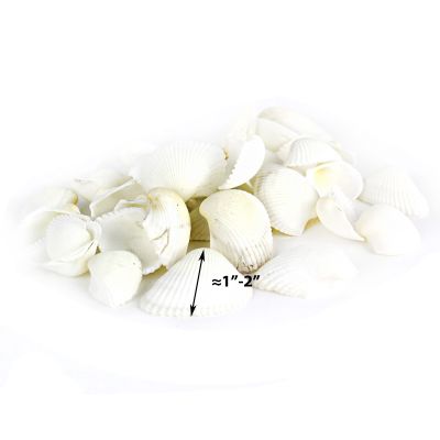 1"-2" White Arca Ovalis Blood Ark Clam Shell Vase Fillers