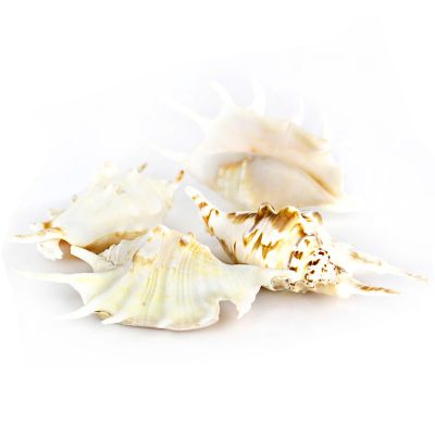 4"-4.5" White Lambis Spider Conch Bowl Vase Fillers