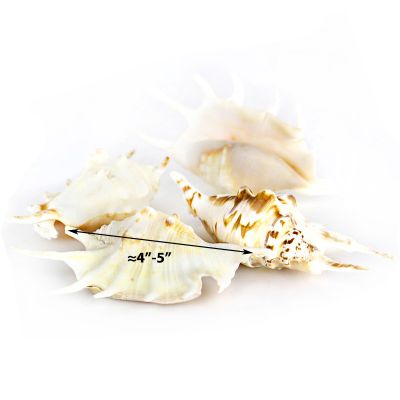 4"-4.5" White Lambis Spider Conch Bowl Vase Fillers