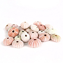 Shop Sea Shell Accessories